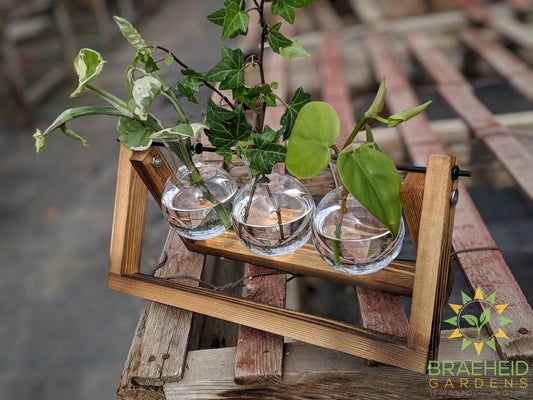 Propagation Station - Irene