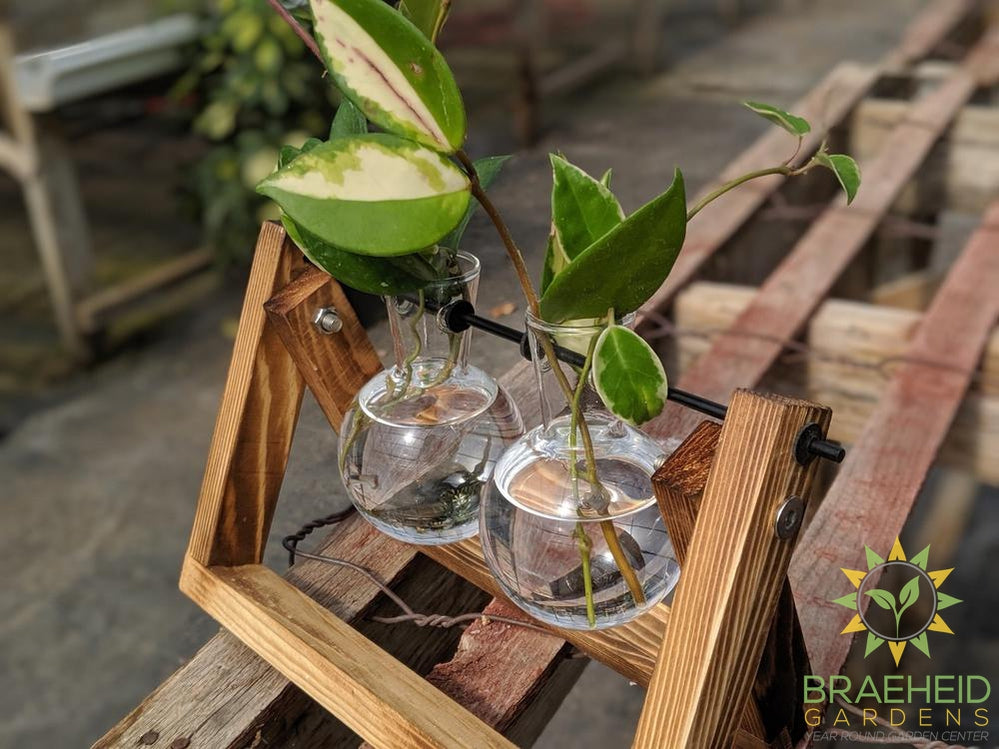 Propagation Station - Irene