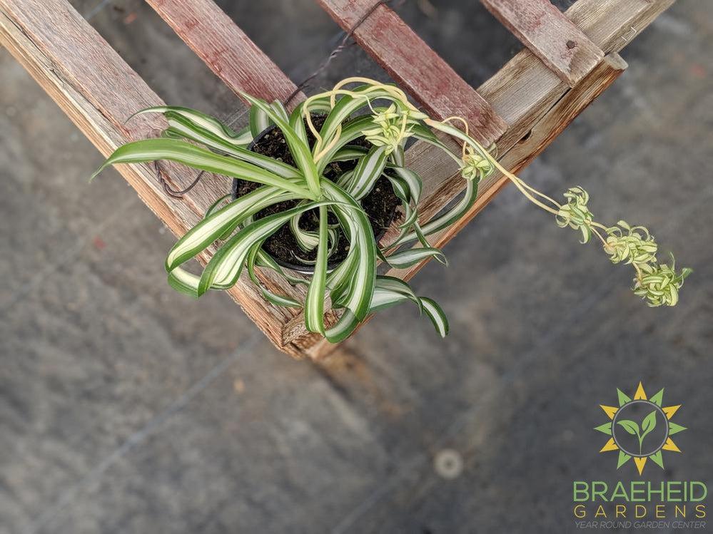 Curly spider plant