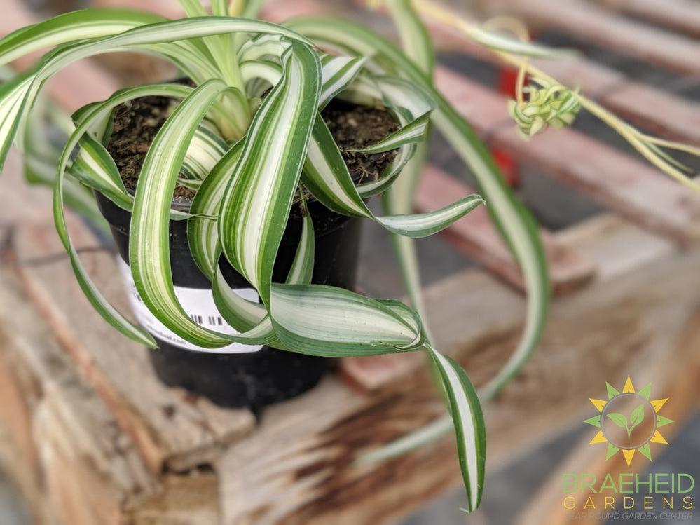 Curly spider plant