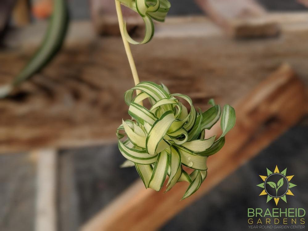 Curly spider plant
