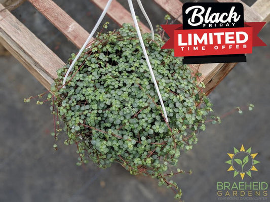 Silver Sparkle Pilea Hanging Basket