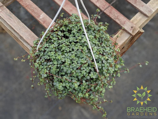 Silver Sparkle Pilea Hanging Basket