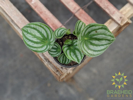 Watermelon Peperomia