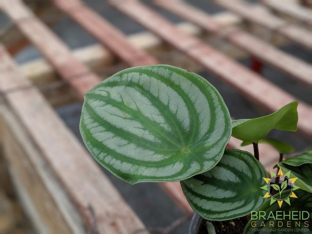 Watermelon Peperomia