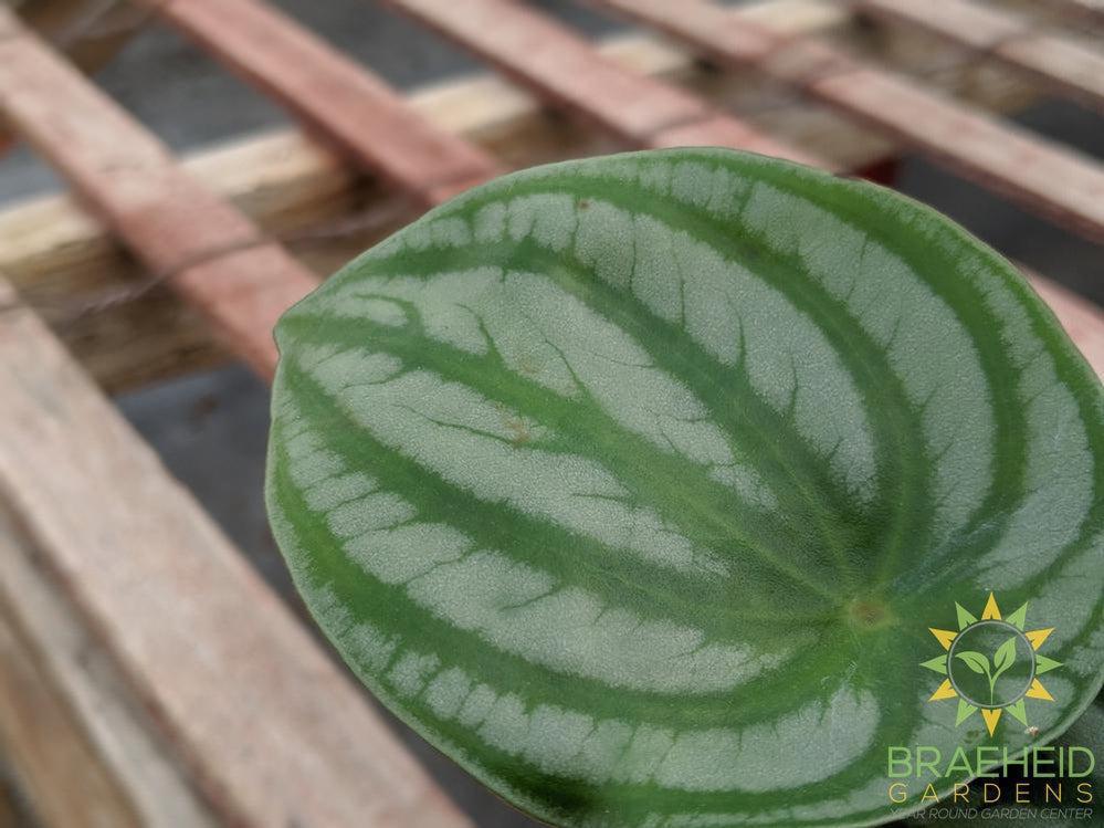 Watermelon Peperomia