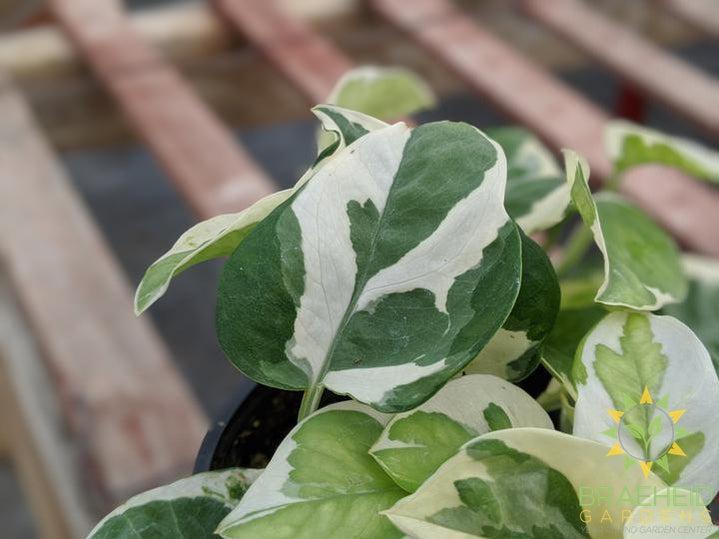Pothos N' Joy