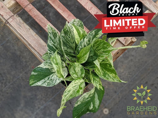 Order Marble Queen Pothos online in Canada