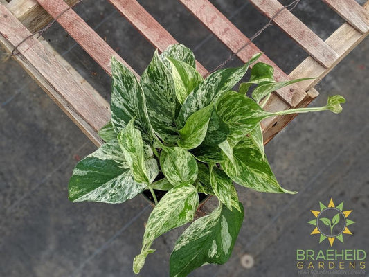 Order Marble Queen Pothos online in Canada