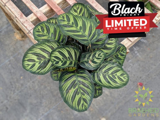 Calathea Makoyana leaf pattern