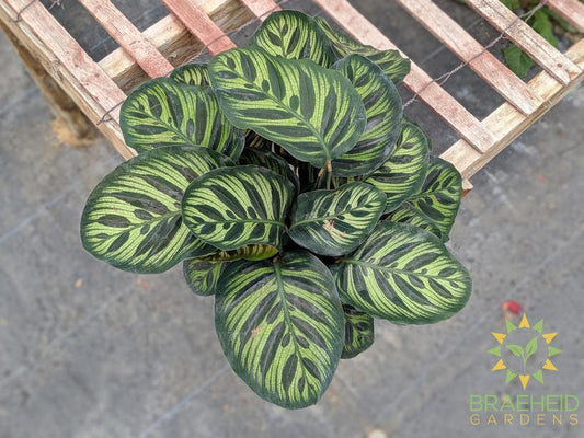 Calathea Makoyana leaf pattern