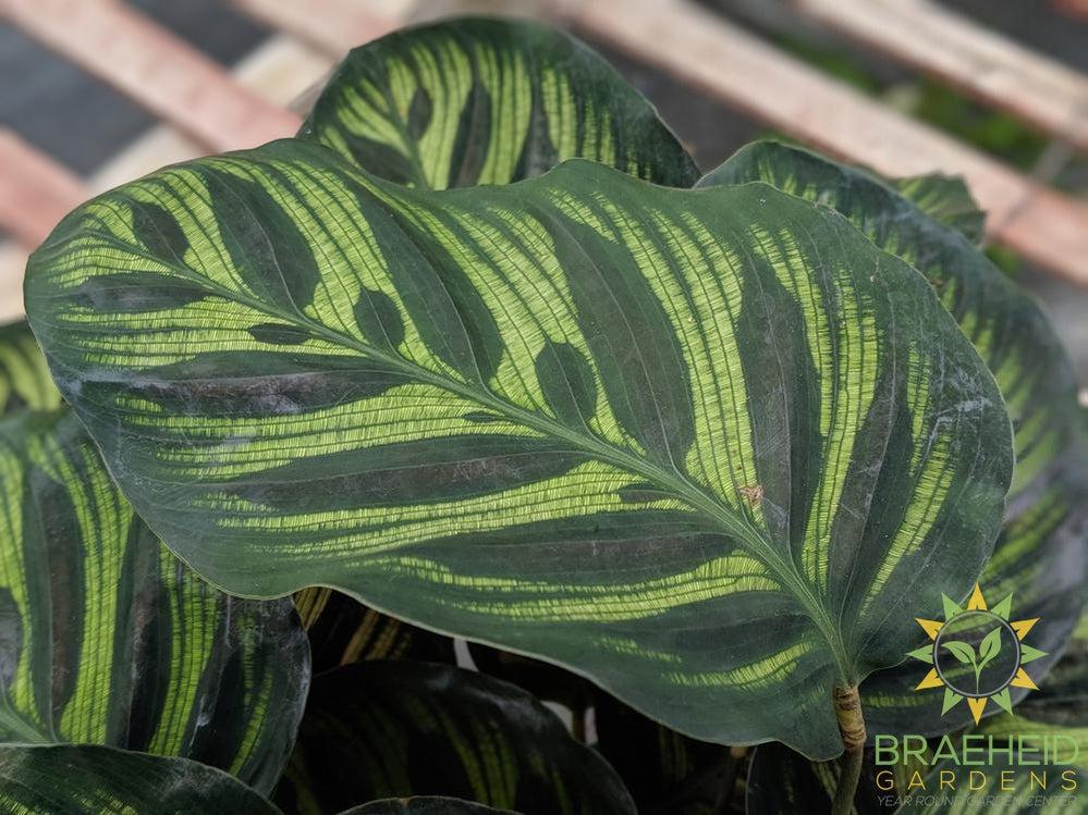 mosaic designed calathea makoyana