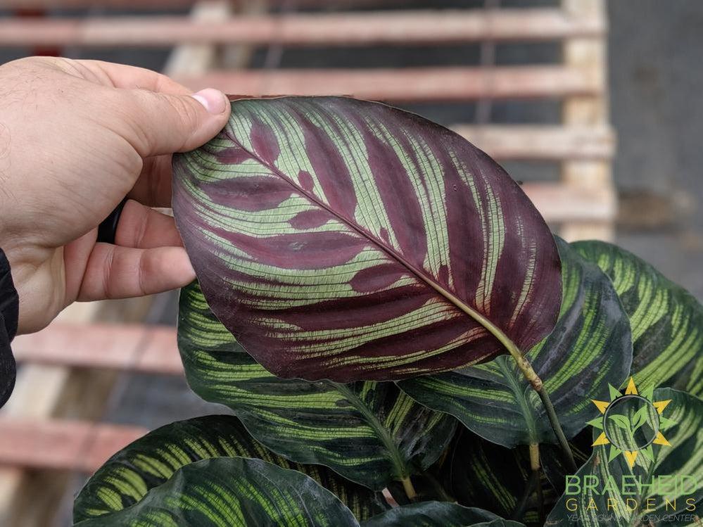 underside of makoyana leaf