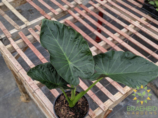 Regal Shield Alocasia - No Ship