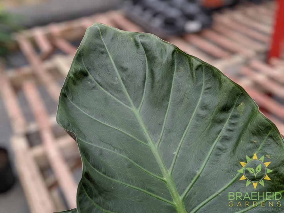 Regal Shield Alocasia - No Ship
