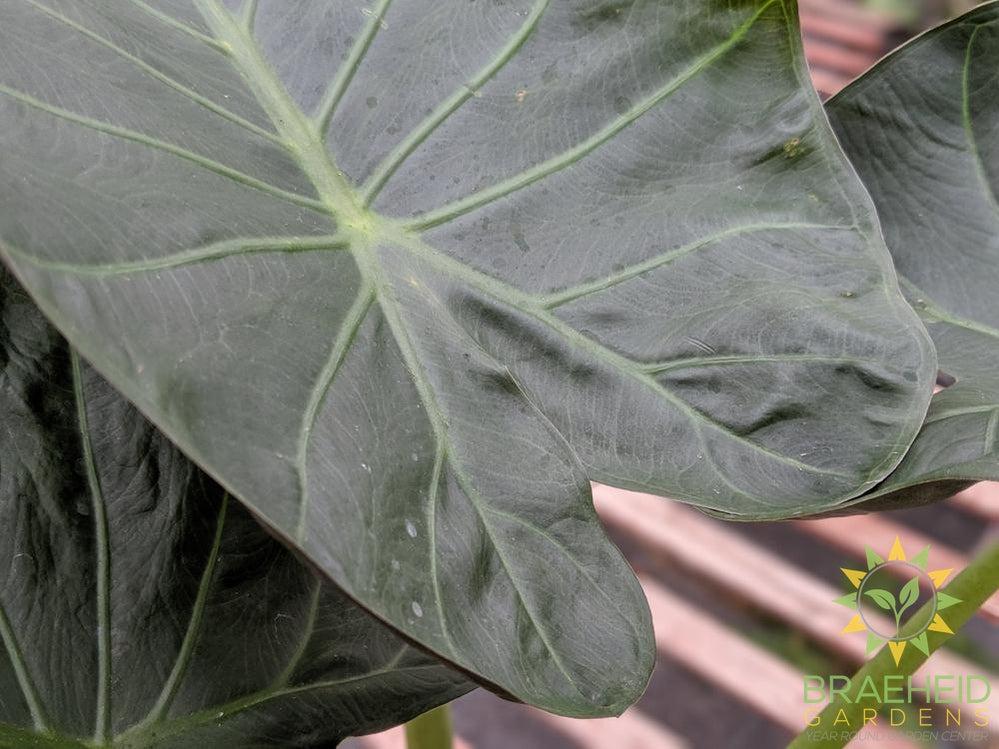 Regal Shield Alocasia - No Ship