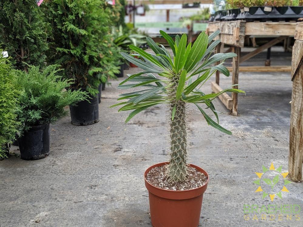 Large Madagascar Palm - NO SHIP