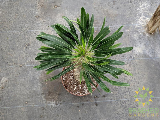 Large Madagascar Palm - NO SHIP