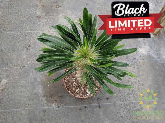 Large Madagascar Palm - NO SHIP