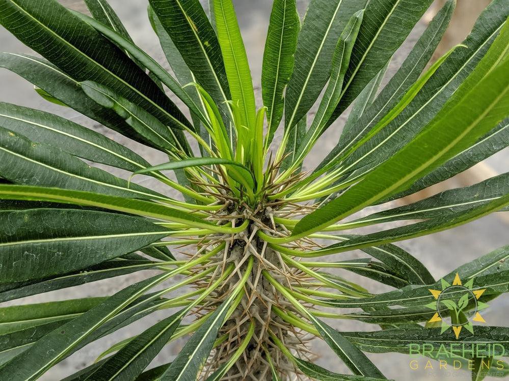 Large Madagascar Palm - NO SHIP