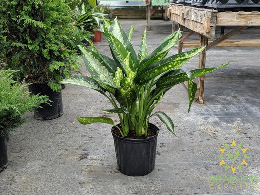 Large Dieffenbachia Panther - NO SHIP