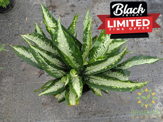 Large Dieffenbachia Panther - NO SHIP