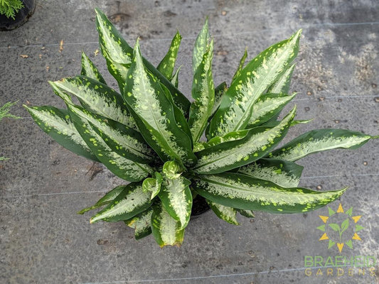 Large Dieffenbachia Panther - NO SHIP
