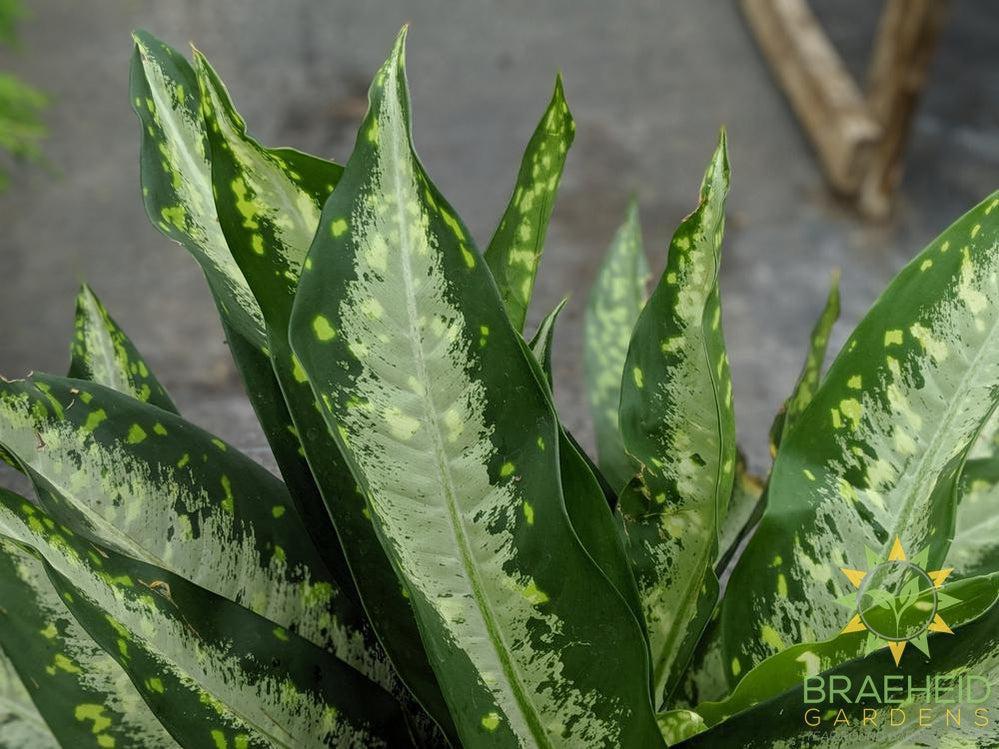 Large Dieffenbachia Panther - NO SHIP