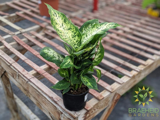 Dieffenbachia Perfection