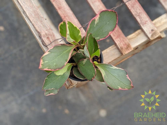 Variegated Pepperface Peperomia