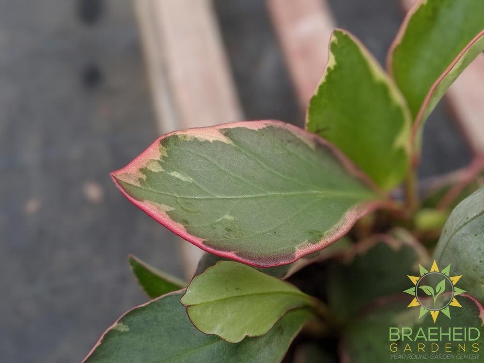Variegated Pepperface Peperomia
