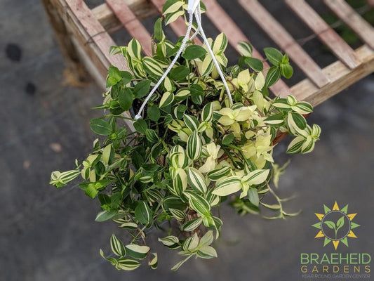 Creme Wandering Jew - Hanging Basket