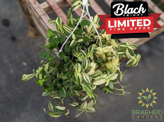 Creme Wandering Jew - Hanging Basket