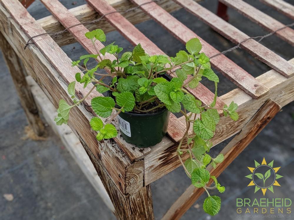 Pilea Birdsnest Crinkle