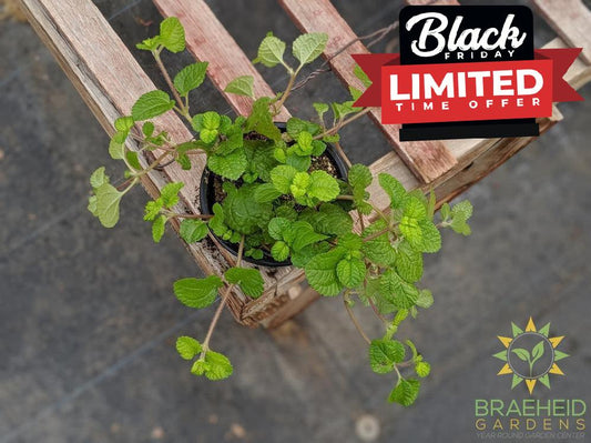 Pilea Birdsnest Crinkle