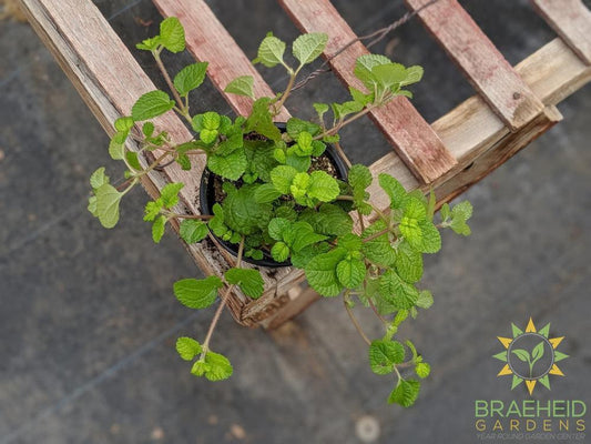 Pilea Birdsnest Crinkle