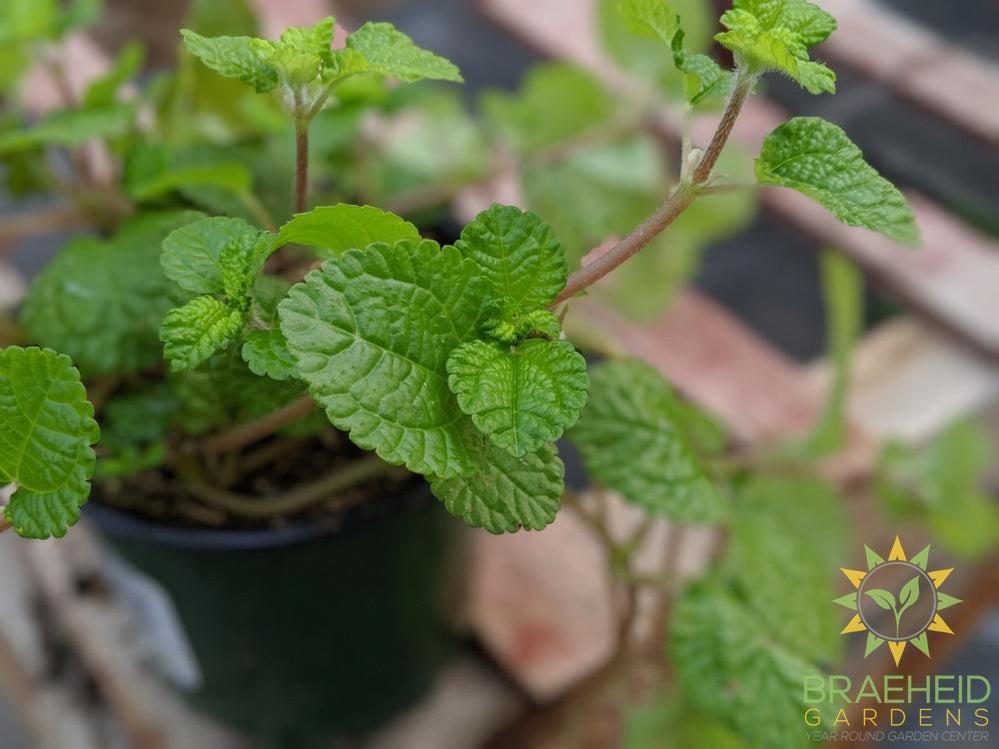 Pilea Birdsnest Crinkle