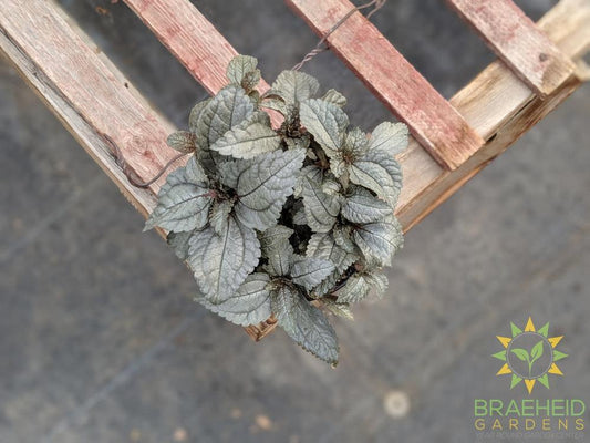 Pilea Pubescens "Silver cloud"