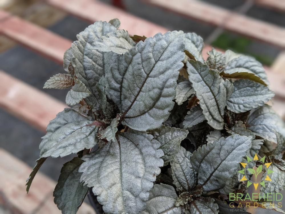 Pilea Pubescens "Silver cloud"