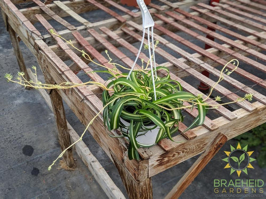 Curly spider plant Hanging Basket