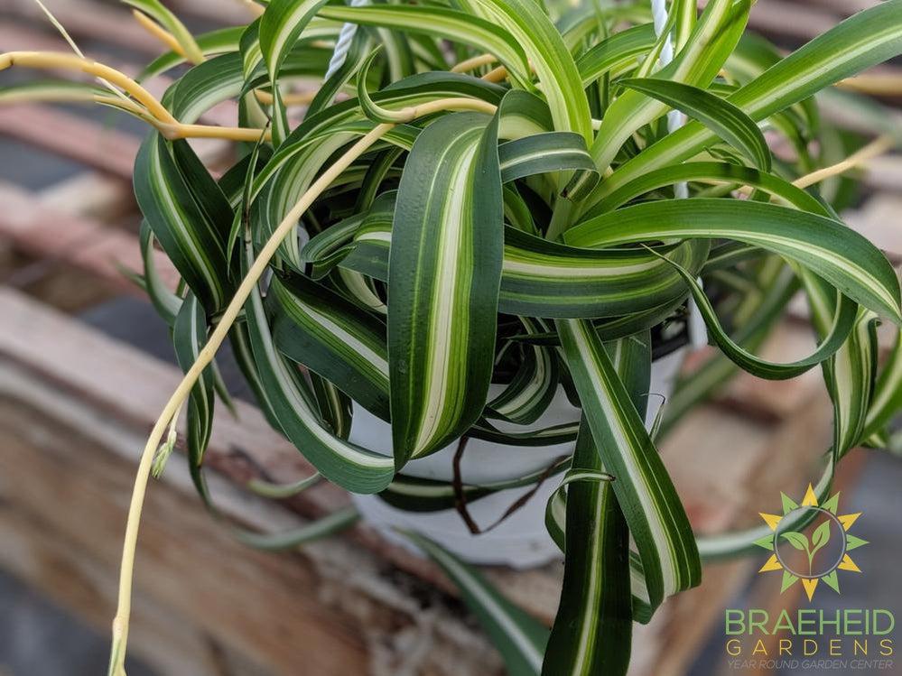 Curly spider plant Hanging Basket