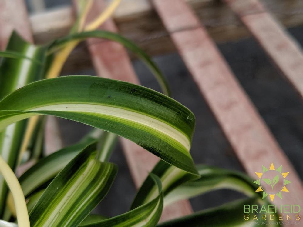 Curly spider plant Hanging Basket
