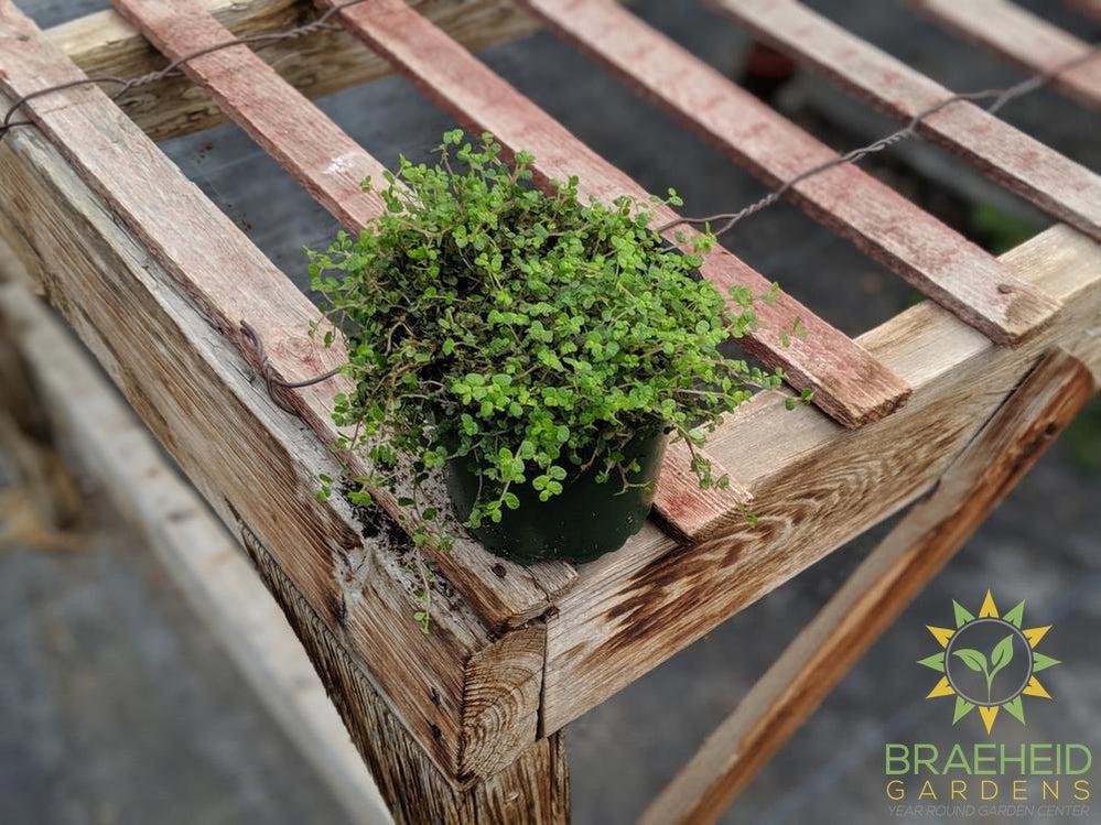 Fine Baby Tears Green