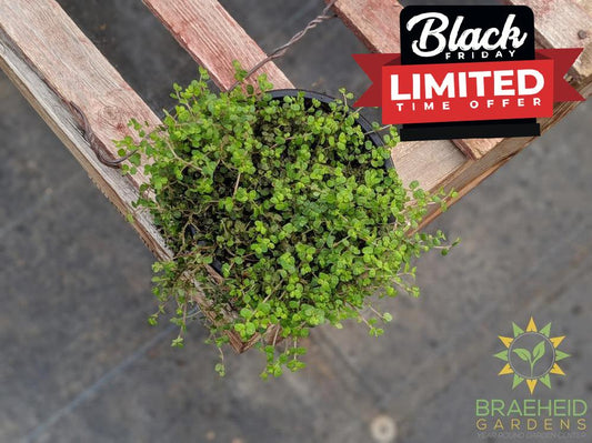 Fine Baby Tears Green