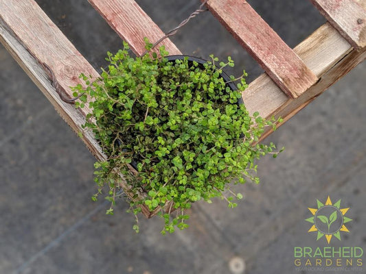 Fine Baby Tears Green