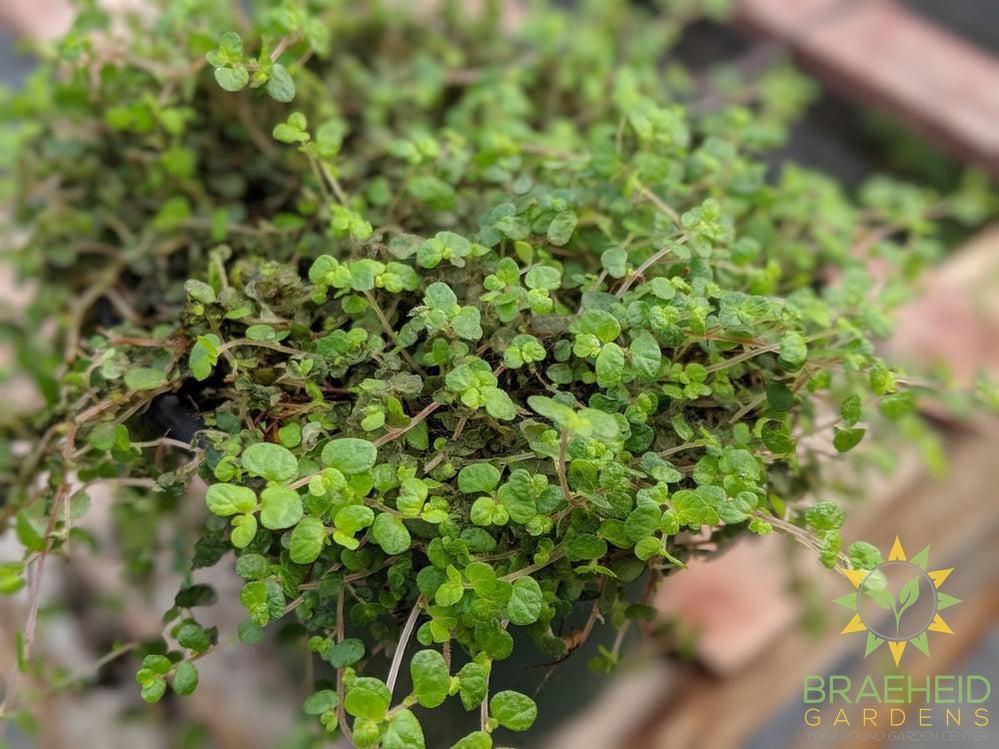 Fine Baby Tears Green