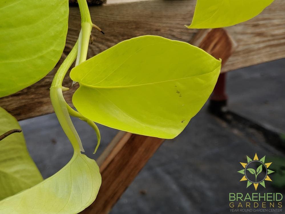 Moonlight Pothos Hanging Basket