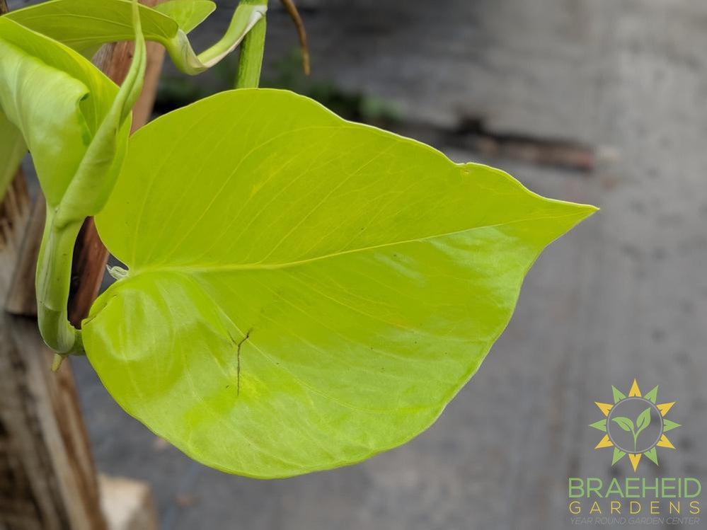 Moonlight Pothos Hanging Basket