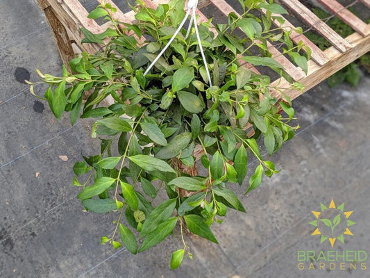 Black Pagoda Lipstick Hanging Basket