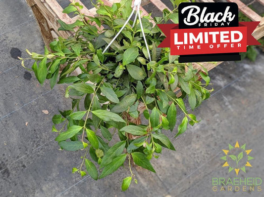 Black Pagoda Lipstick Hanging Basket